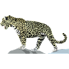 Charko the jaguar