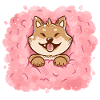 Cotton Candy Shiba Inu