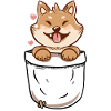 Pocket Shiba Inu