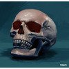 scull