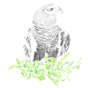 Graupapagei