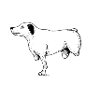 limpingDogBlackWhite