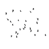 Flying birds