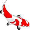 Koi