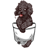 Poche Cockapoo