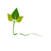 Vegan