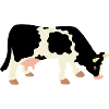 Moody the Cow