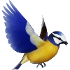 The flight of the