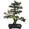Bonsai tree
