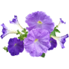 petunia petunia kwiaty kwiaty ogrodowe