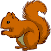 Ecki das Eichhörnchen