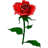 Rose Flower