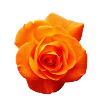 Orange Flower