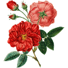 Rosen-Anlage