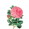 Rosen-Anlage