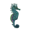 Hippocampus