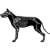 Dog skeleton