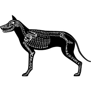 Dog skjelett