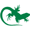 salamandre