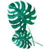 Monstera palm leaf