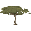 stone pine