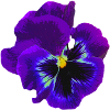La pensée violette