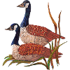 oiseaux