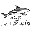 Born to love Sharks
