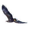 sea eagle