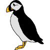 puffin