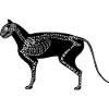 Cat Skeleton