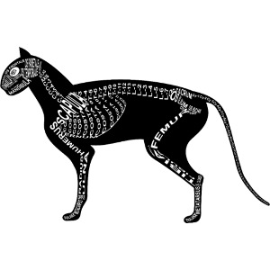 Cat Skeleton