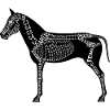 Horse skeleton