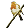 Robin