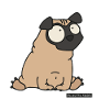 Mops / Pug