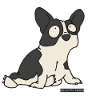 Français Bulldog / Français Bulldog