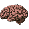 The brain