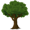 Baum