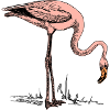 bird bird flamingo nature wildlife