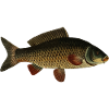 Karpfen Fisch