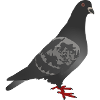 dove