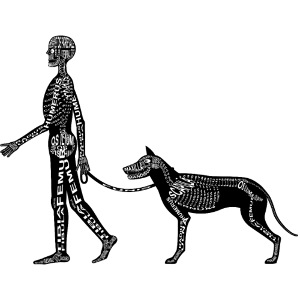 Szkielet człowieka i psa