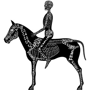 Szkielet jeździecki