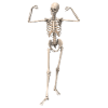 skeleton bone man