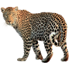 Leopard sehr charismatisch. Geschenkidee