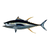 Yellowfin tuna