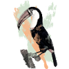 Aquarelle Toucan