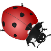Marienkäfer