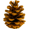 Pine cone