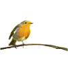 Robin